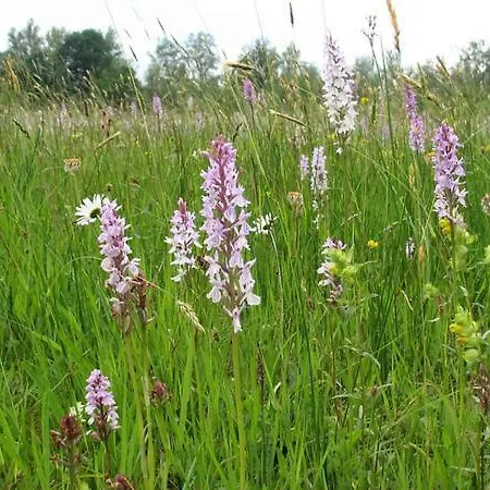 Vakantiehuis Nieuw: In De Bedstee Uniek! *