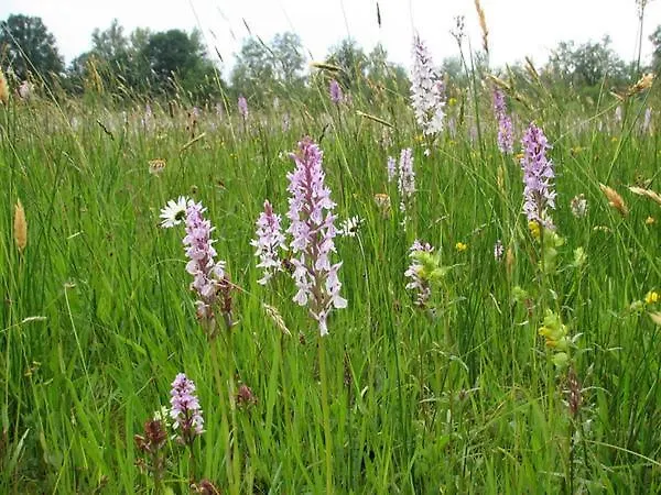 Holiday home Nieuw: In De Bedstee Uniek! *